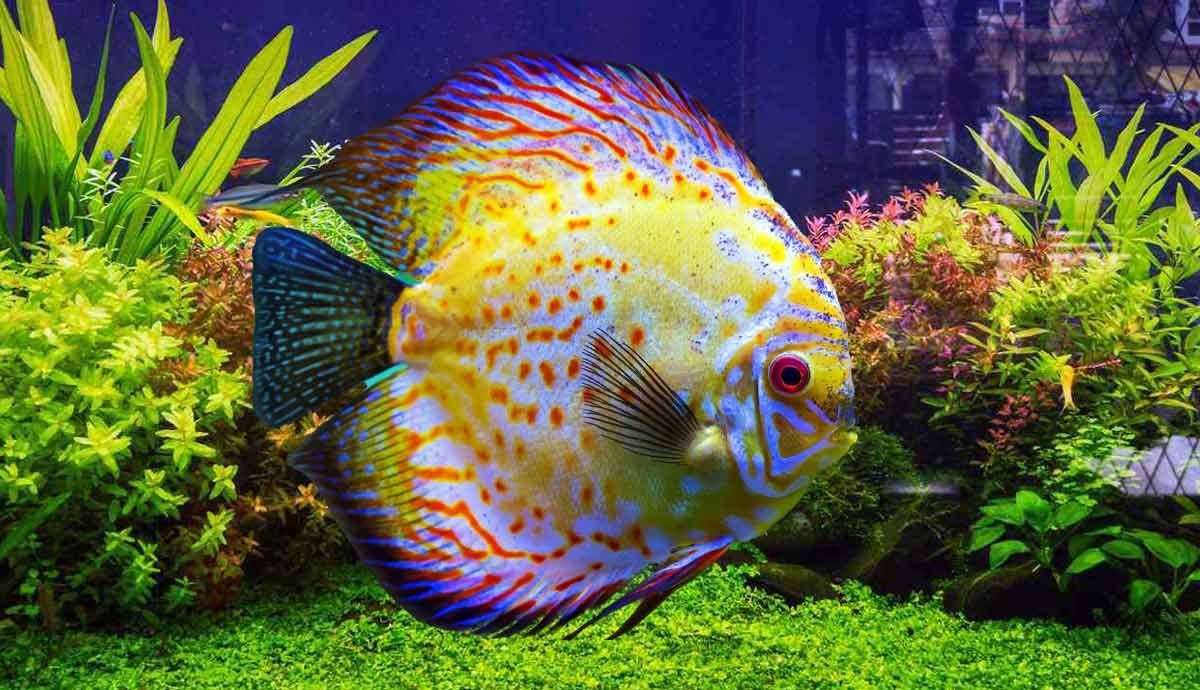 10 Best Fish Tank Decorations to Make Your Aquarium Stand Out
