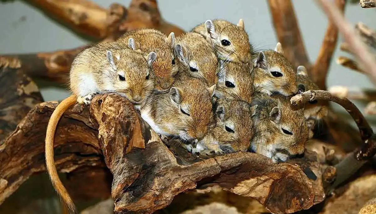 10 gerbils sleeping