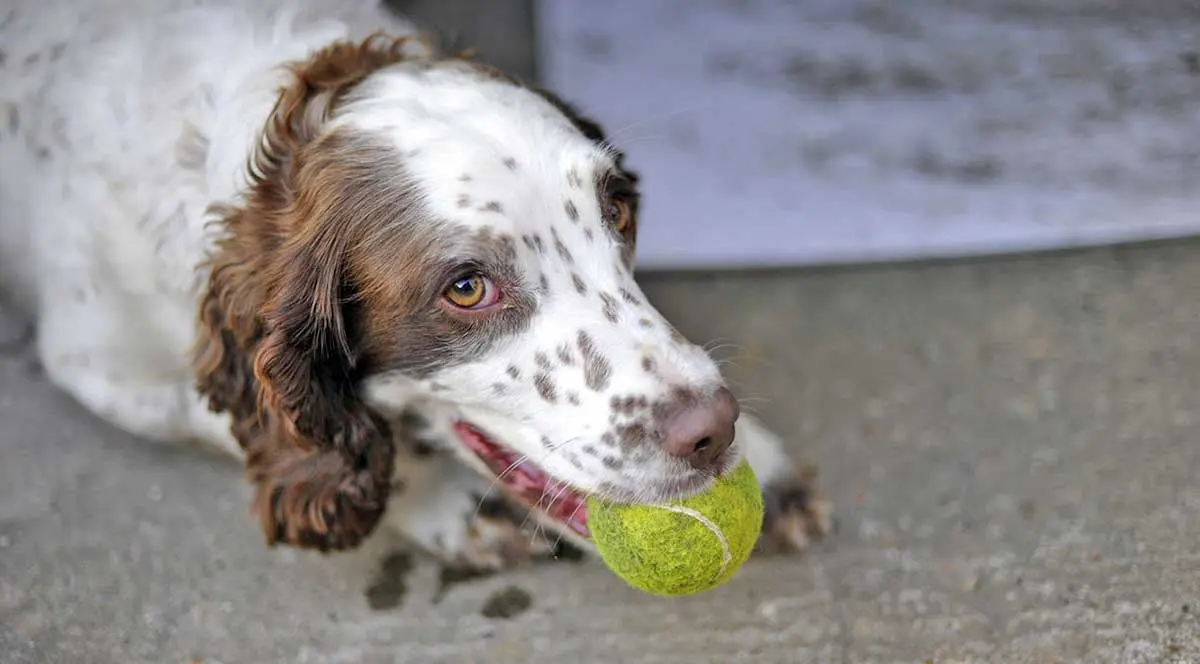 1280px Dog_with_tennis_ball_02