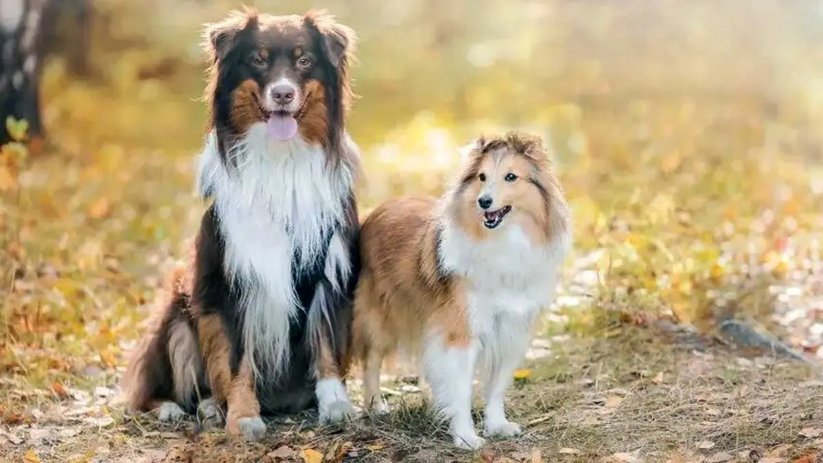 2 aussie and sheltie