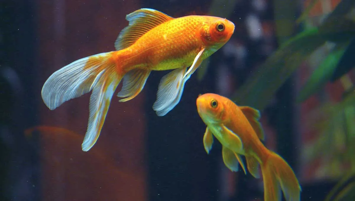 2 goldfish swimming