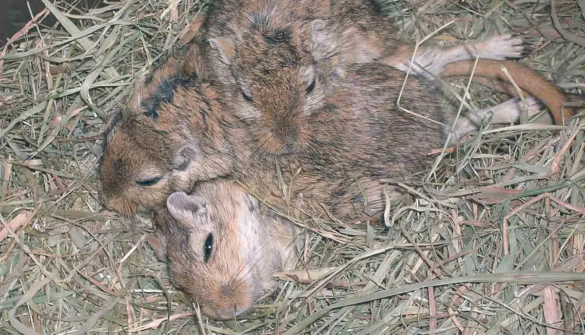 3 gerbils sleeping