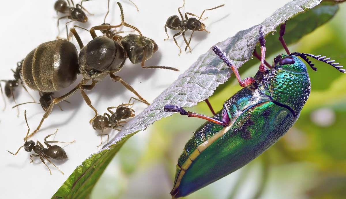 4 Insects With the Longest Life Cycle