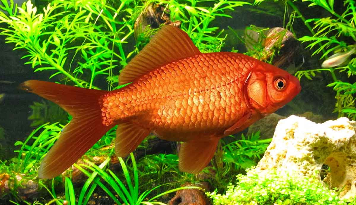 4 Low Maintenance Aquatic Plants to Transform Your Fish Tank