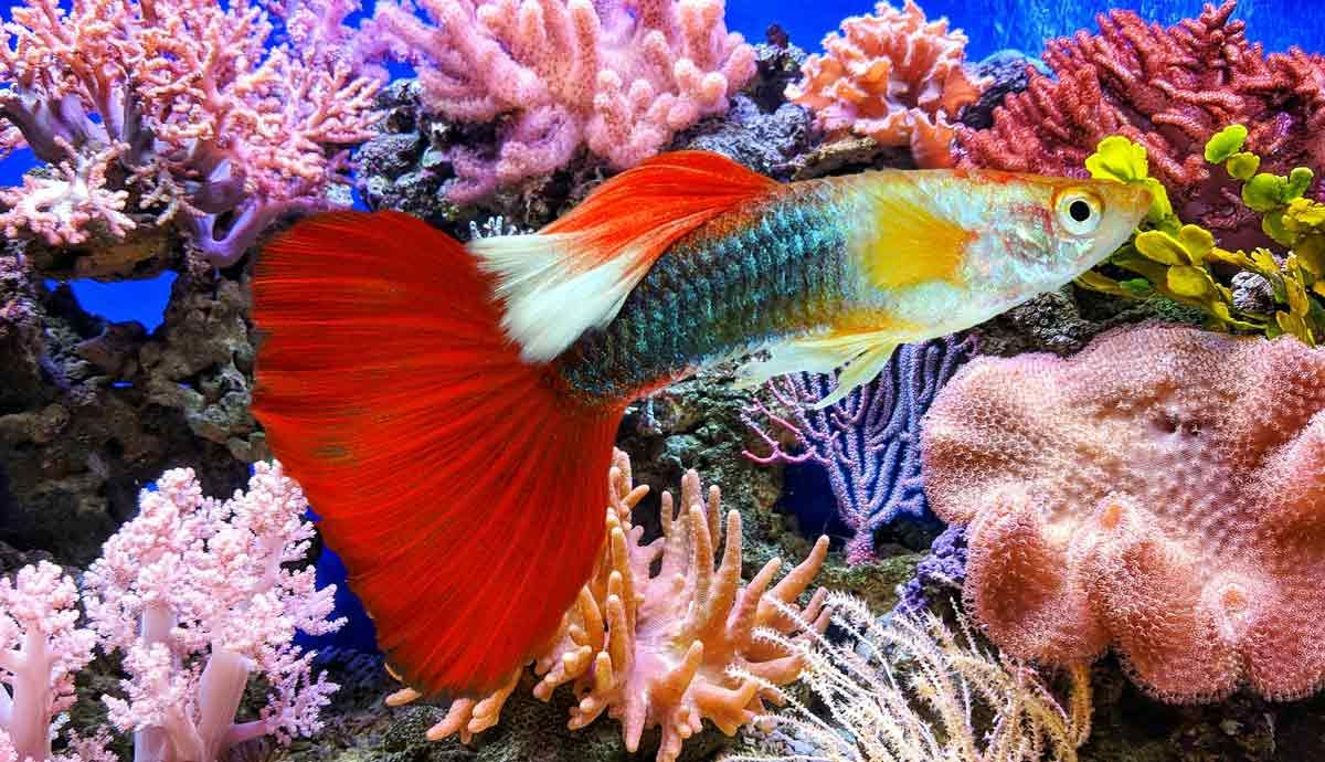 5 Benefits of Saltwater Aquariums