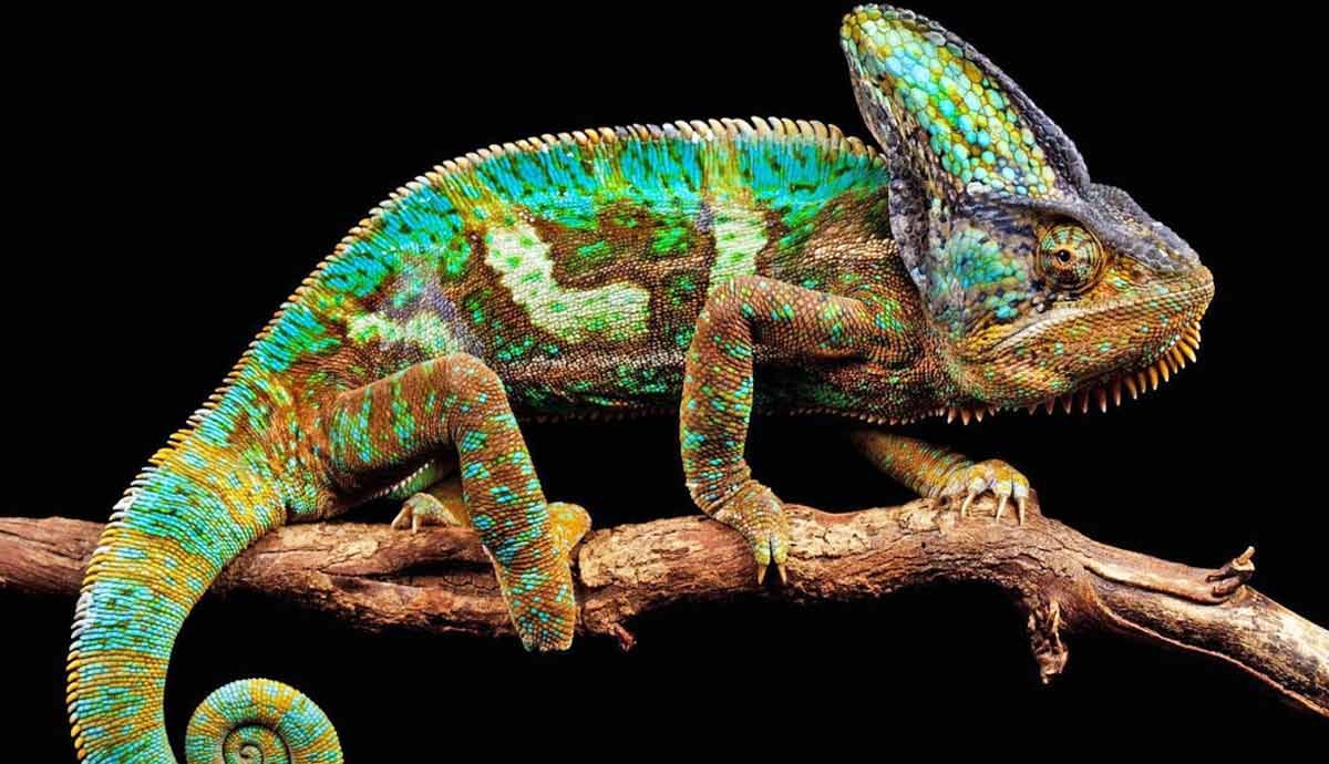 5 Incredible Facts About Chameleons