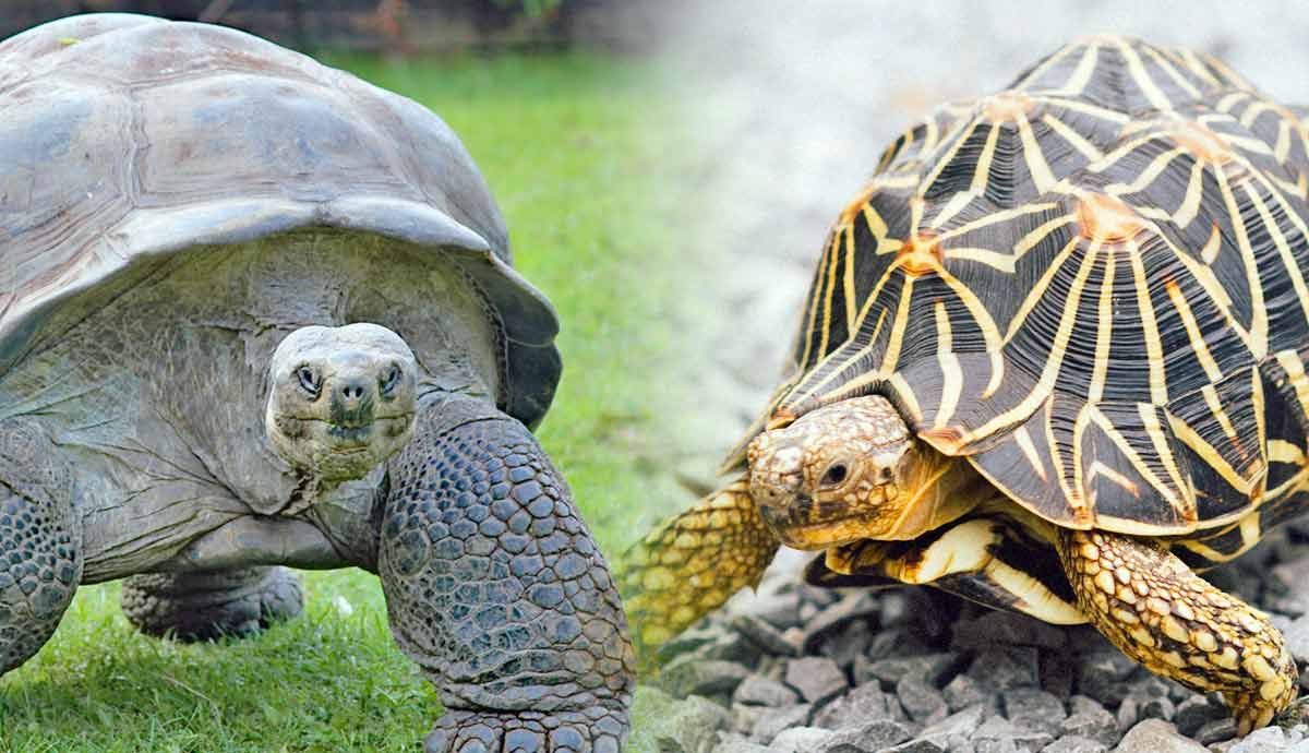 7 Pet Tortoise Enrichment Ideas