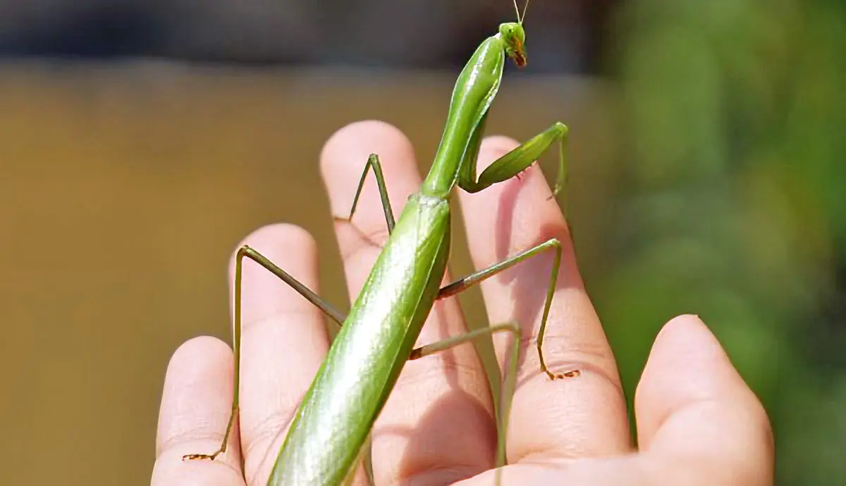 8 Mantises That Make Amazing Pets