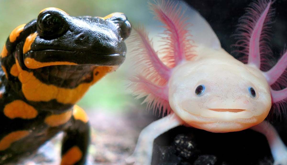 8 Salamander Species That Make Great Pets