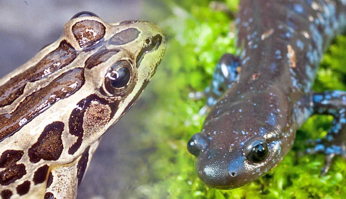 9 Amphibians That You Can Find in New York