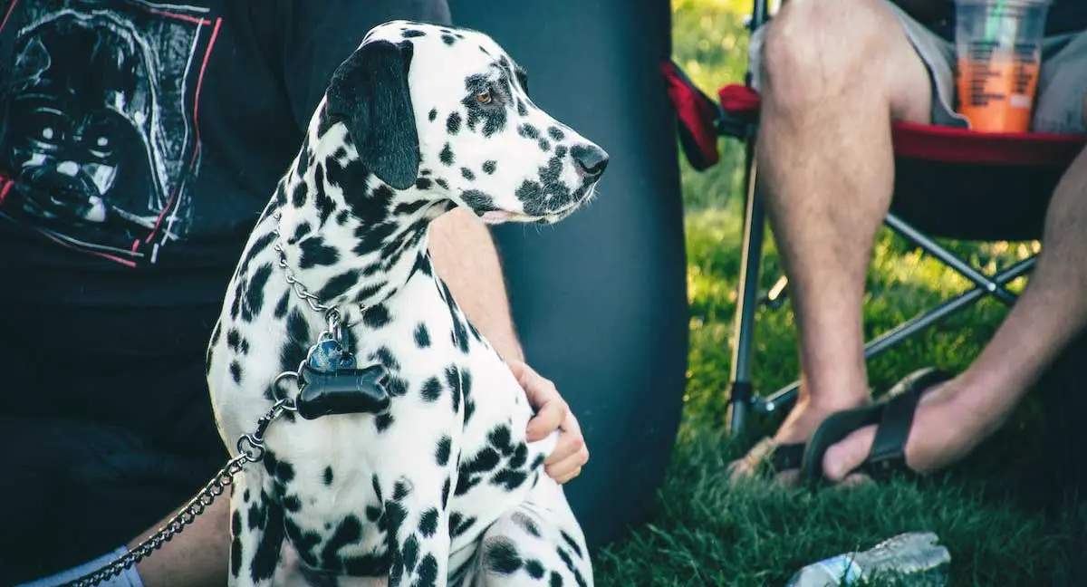 Adult White and Black Dalmatian Near Person Sitting on Chair