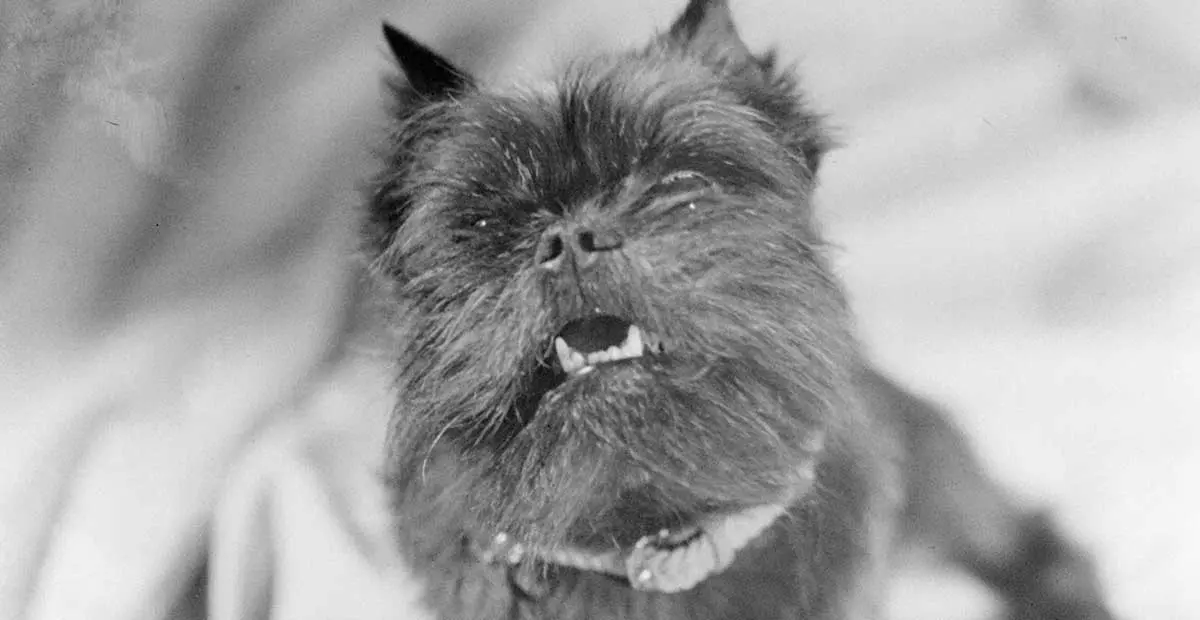 Affenpinscher dog retro