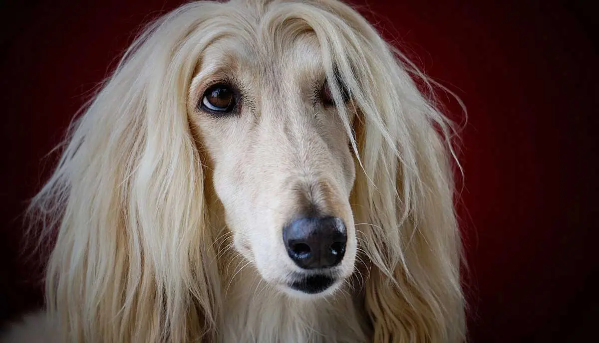 Afghan Hound face