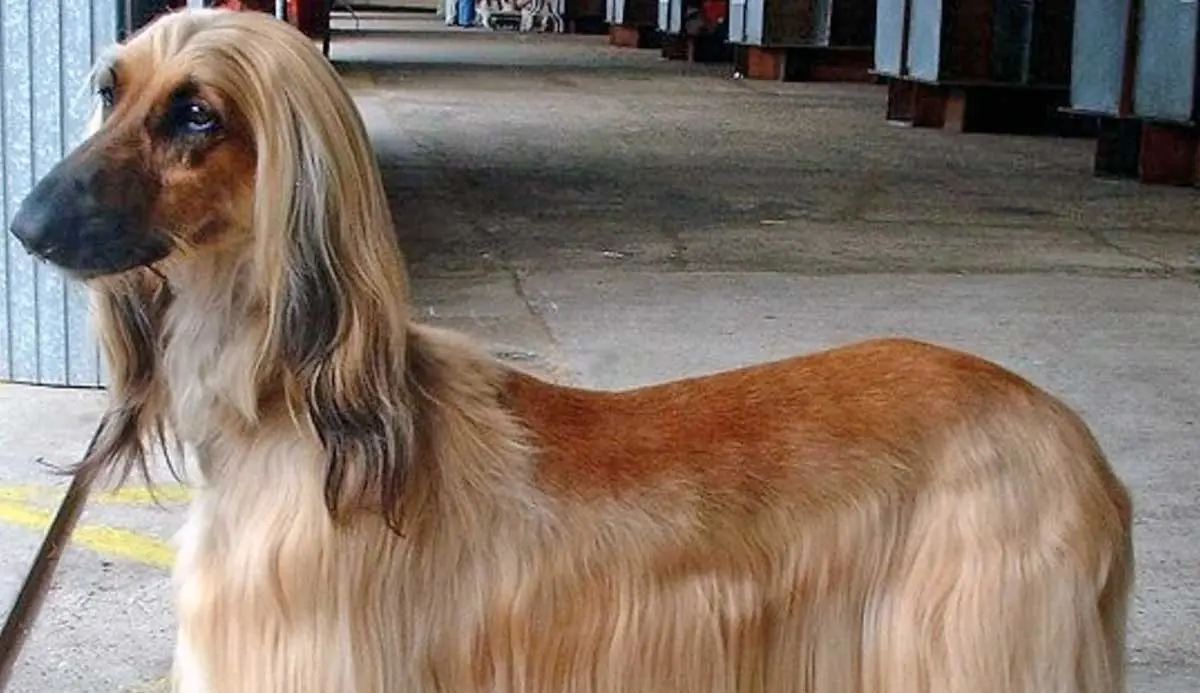 Afghan_Hound