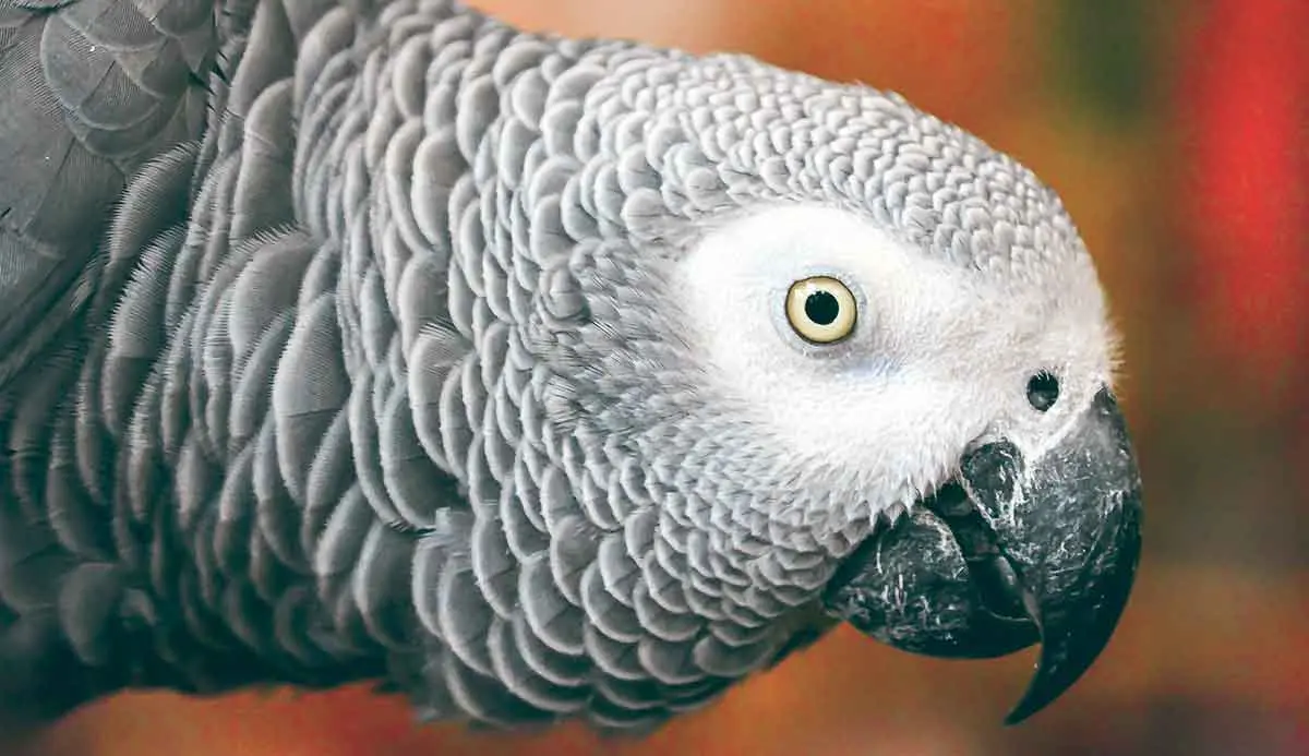 African Grey Close Up