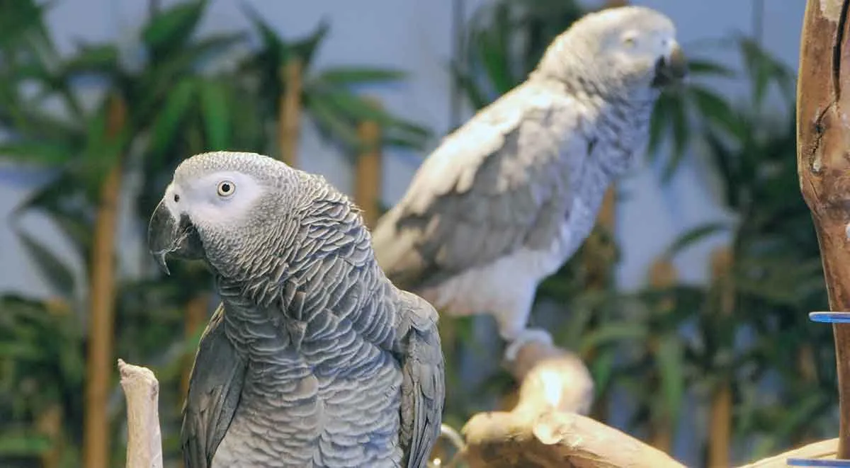 African Grey Parrot