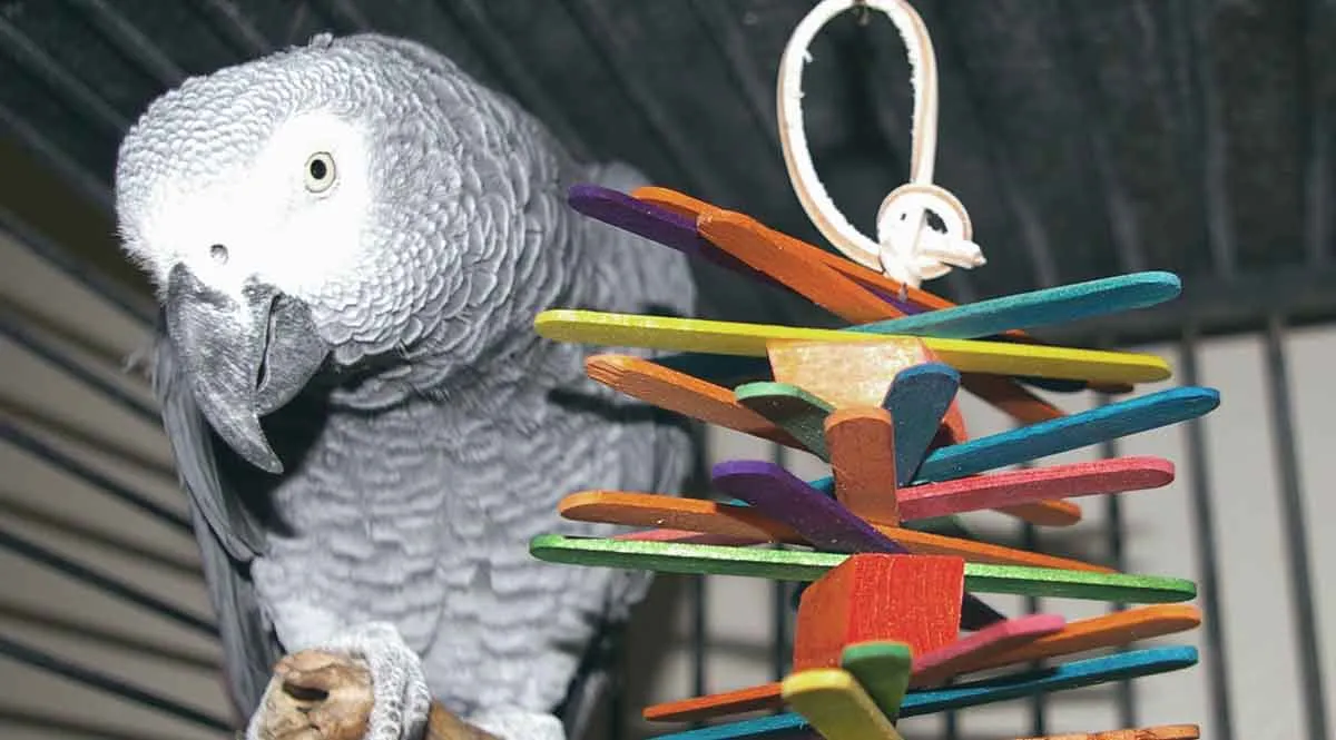 African Grey With Wooden Toy