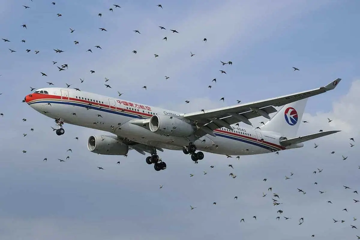 Airbus behind a flock of birds