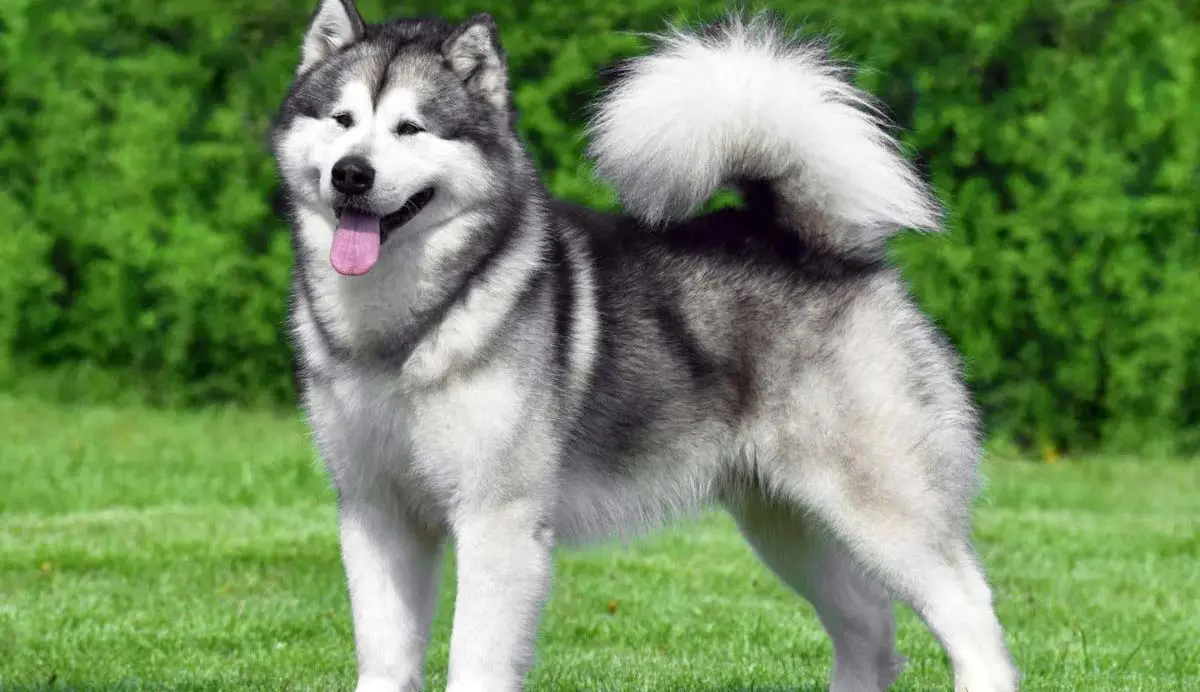 Alaskan Malamute standing on grass lawn