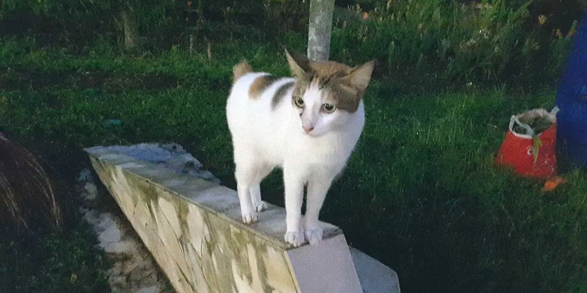 Alicia the Japanese Bobtail