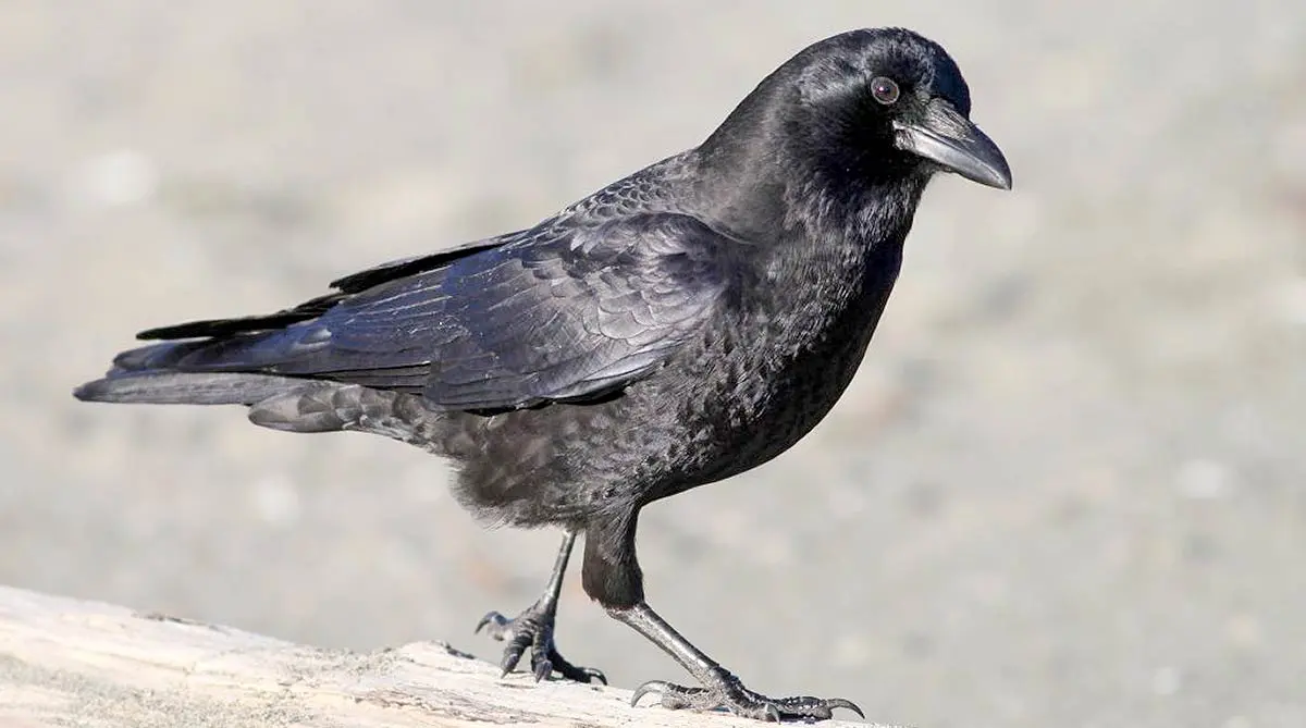 American Crow_Randy Bjorklund