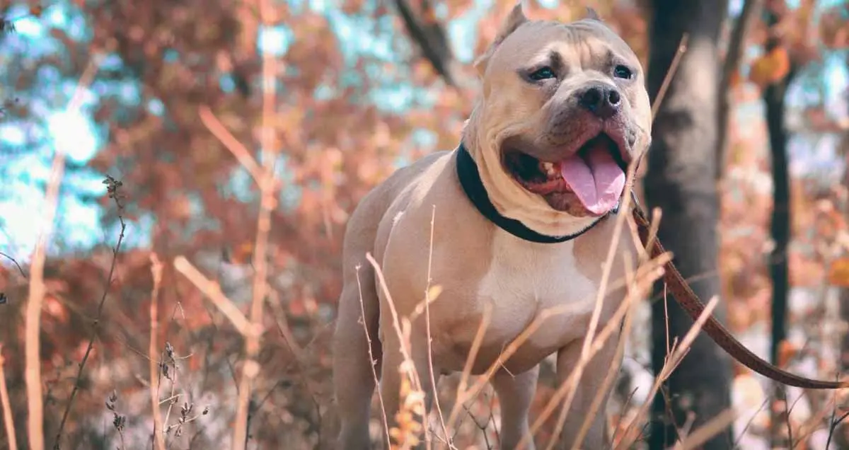 American Pitbull