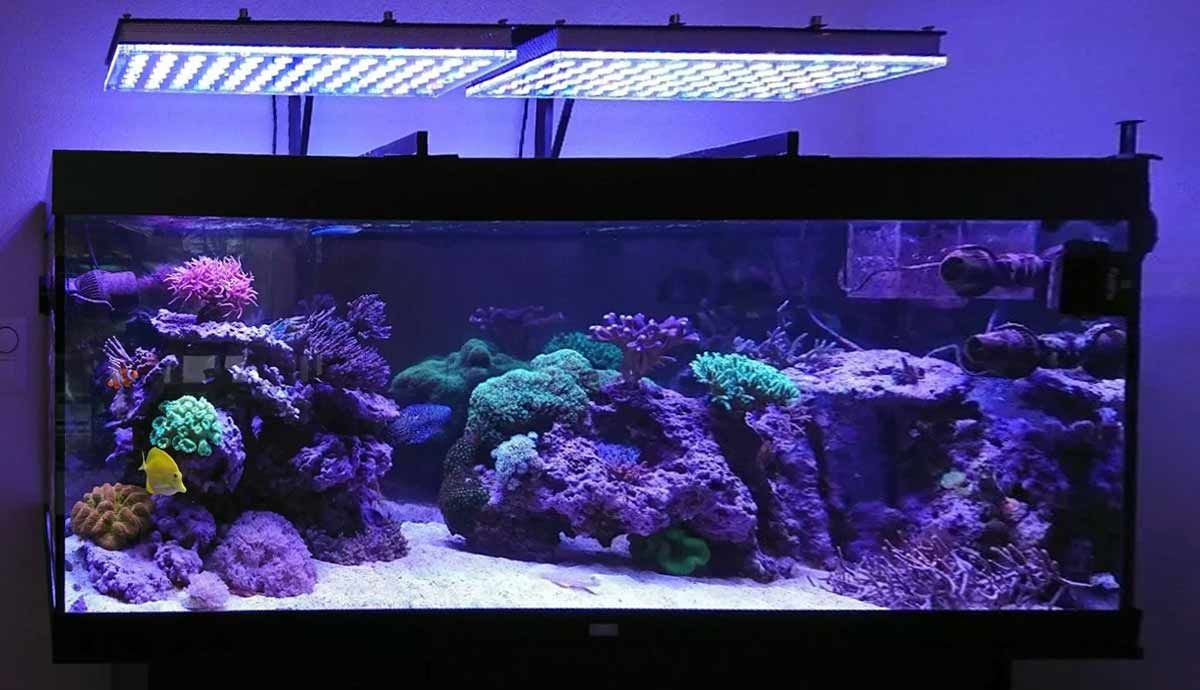 Aquarium Lighting: Do Fish Prefer the Light On or Off?