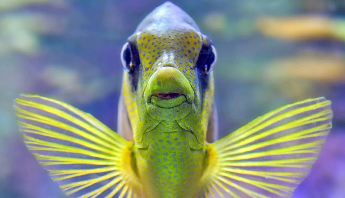 Aquatic Hearing: Do Fish Have Ears?