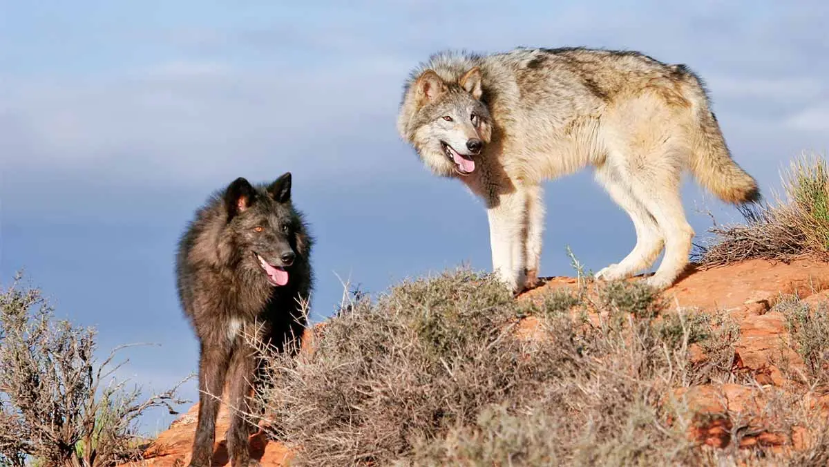 Attentive wolves