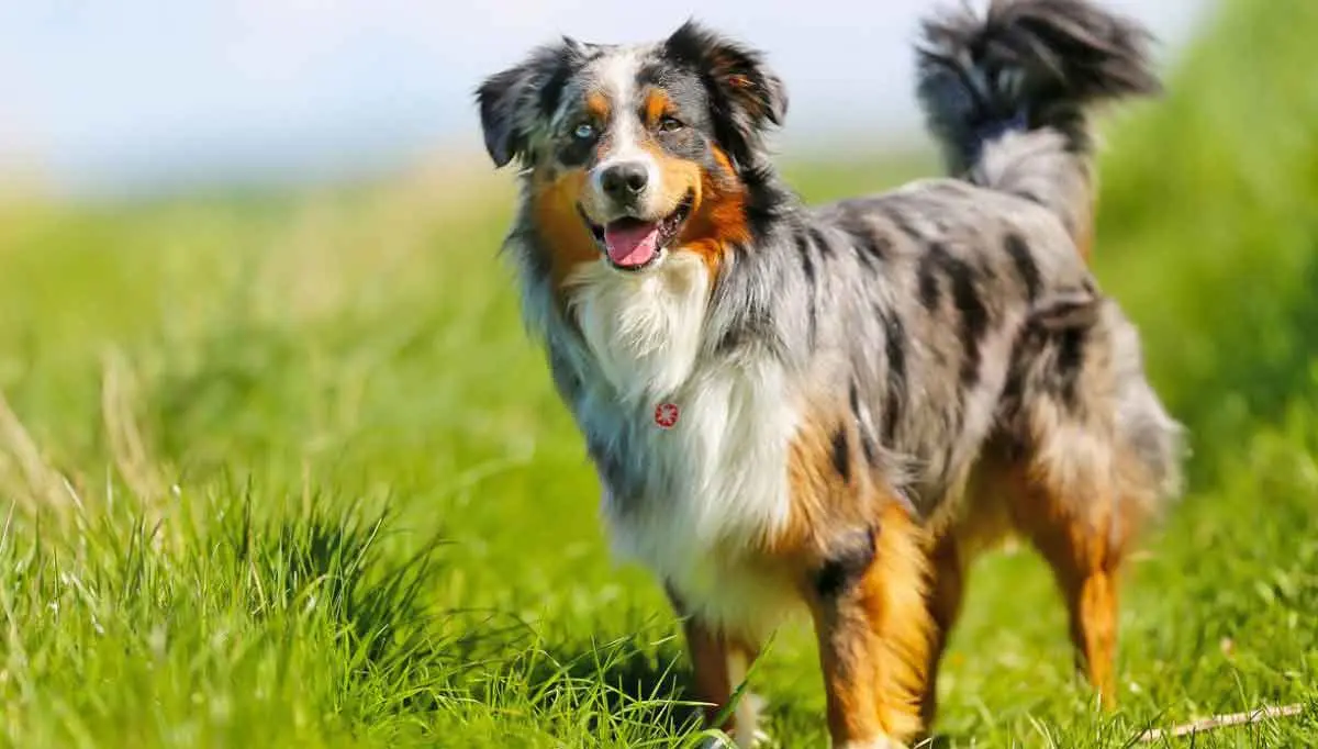 Australian Shepherd Dog Standing in Grass Field