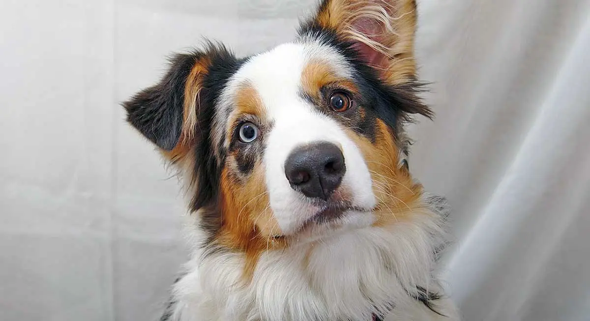 Australian_Shepherd_Portrait