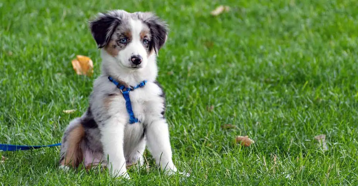 Australian Shepherd Puppy Sitting on Grass