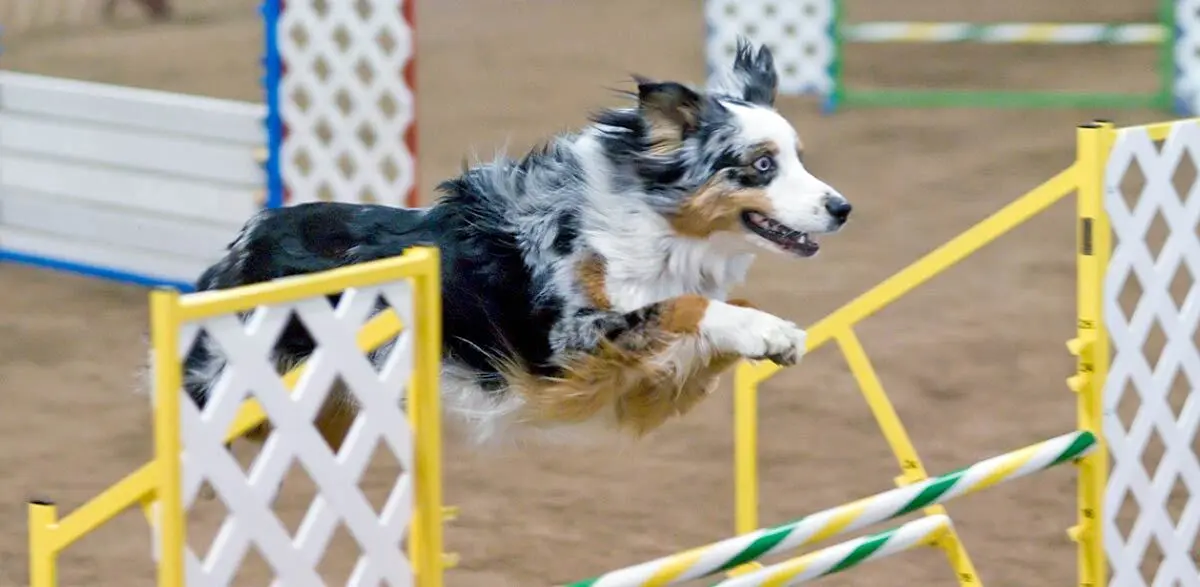 Australian_Shepherd_blue_merle_agility