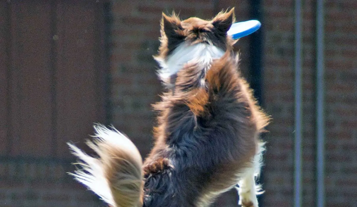 Australian_Shepherd_catching_a_frisbee