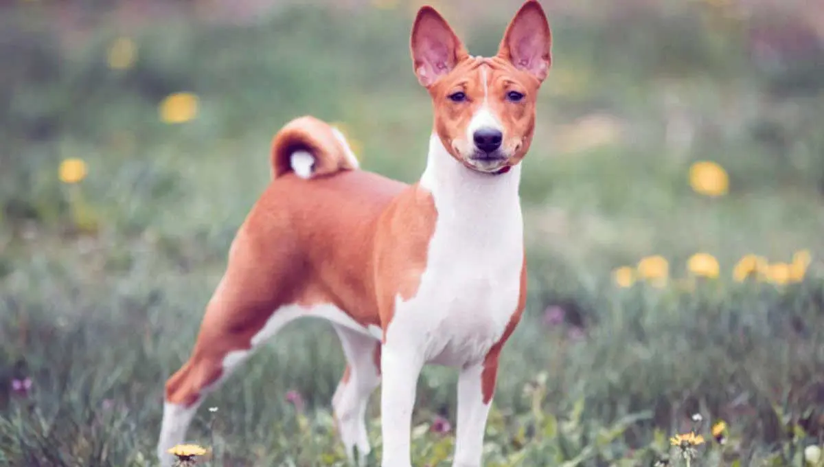 Basenji