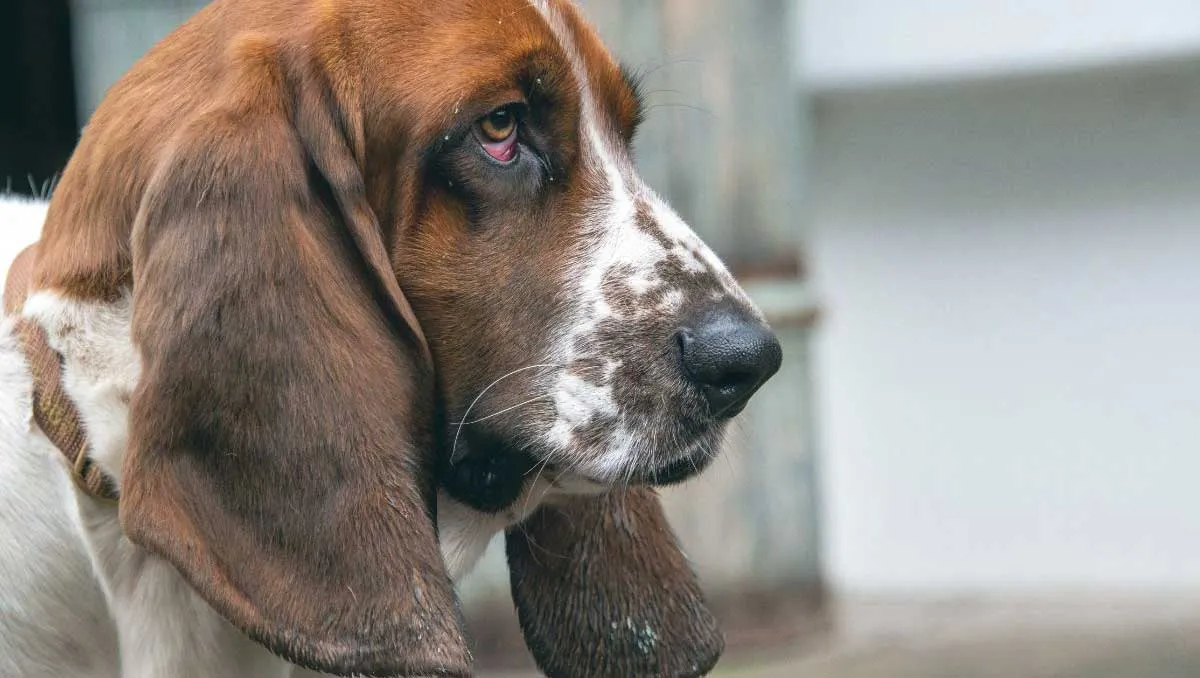 Basset Hound with Long Ears and Droopy Eyes
