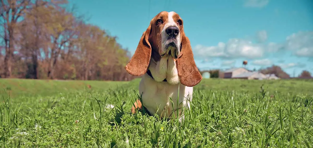 Basset Hound