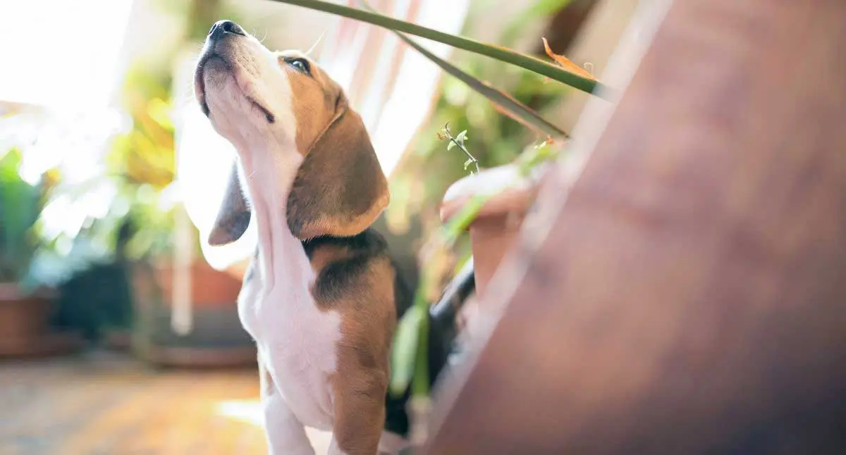 Beagle Puppy Sitting on the Floor Sniffing