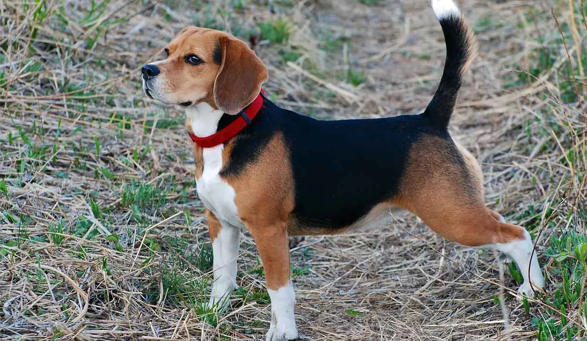 Beagle standing with upright tail