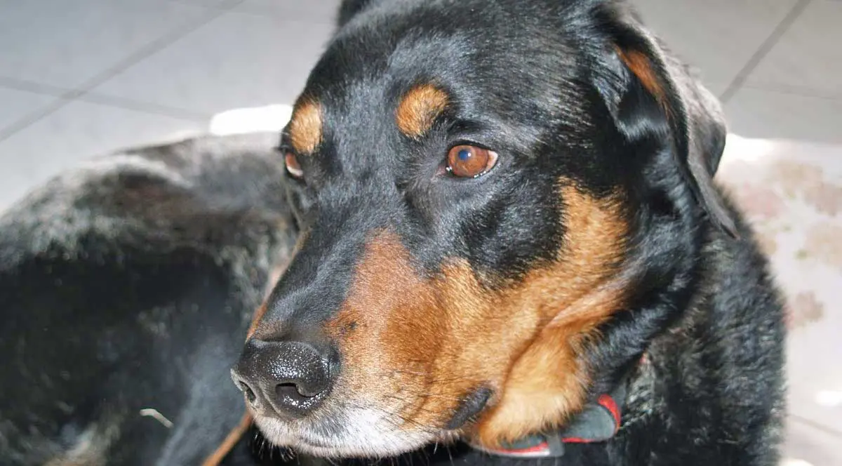 Beauceron face