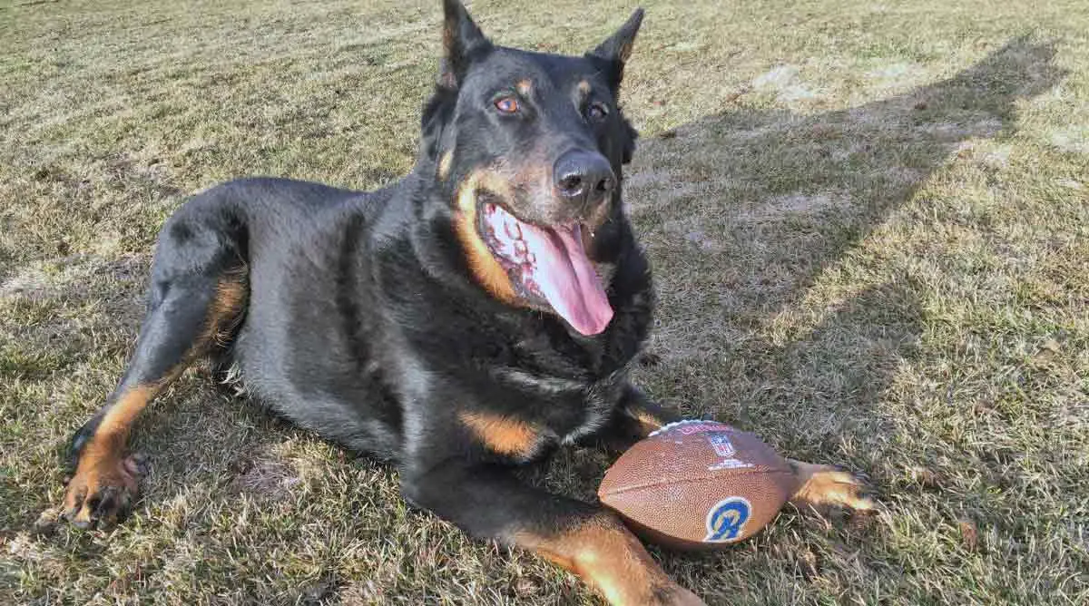 Beauceron play