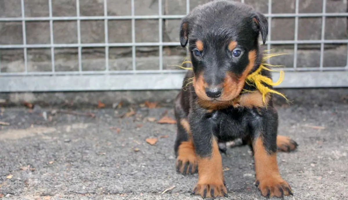 Beauceron puppy