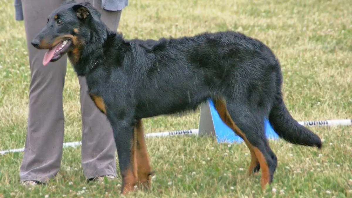 Beauceron training