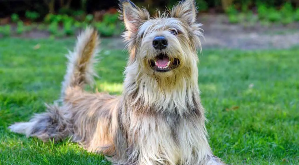 Berger Picard Dog Stretching on Grass 