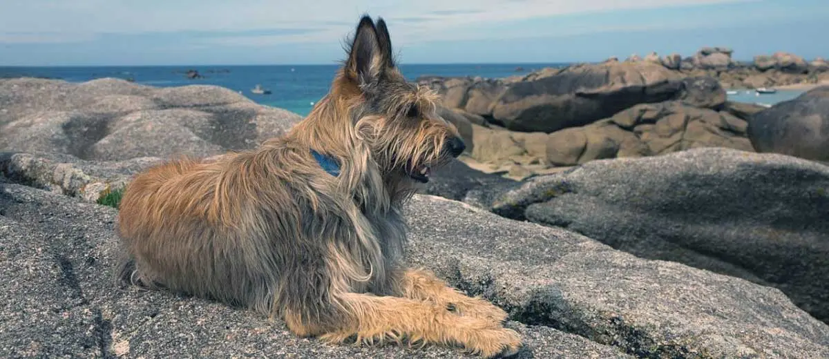 Berger Picard Lying on Rock at Beach