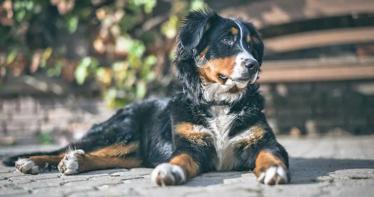 Bernese Mountain Dog Lying on Ground