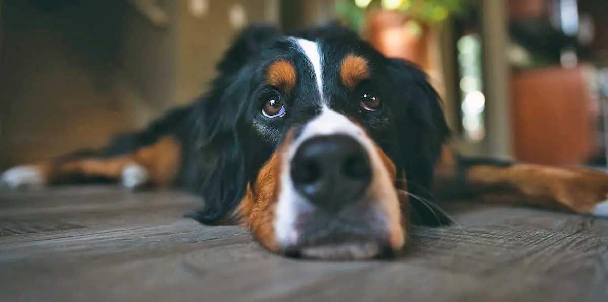 Bernese Mountain Dog Lying on Lounge Floor