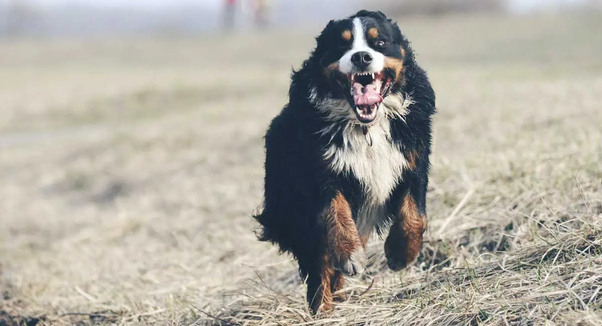 Bernese Mountain Dog Running on Grass Field