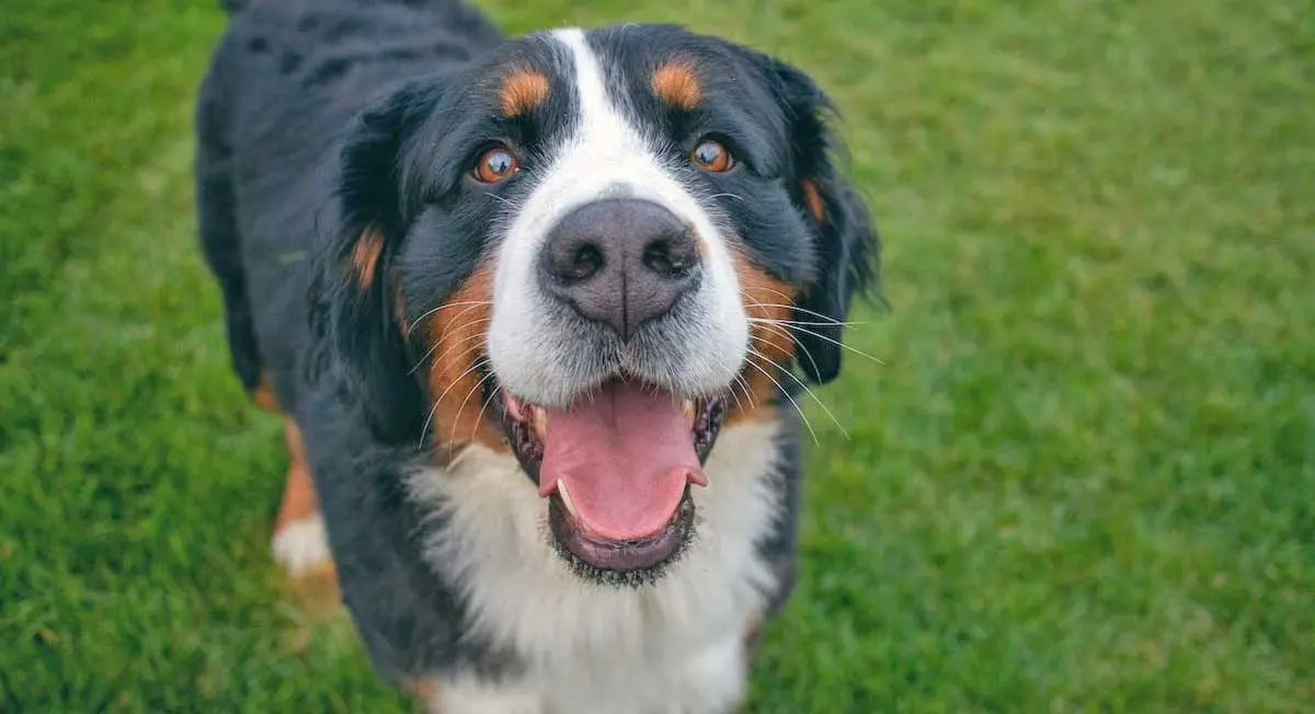 Bernese Mountain Dog on Green Grass Field