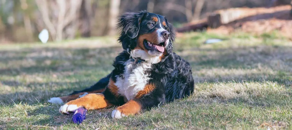 Bernese Mountain Dog on Lawn